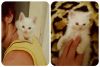 Белые голубоглазые котята (девочки)